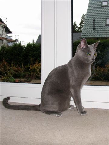 Phoebe of Blue Sinfonie